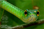 Parrot Snake (Leptophis ahaetulla), dpto. Petén.
