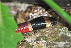 Brown's Coral Snake (<i>Micrurus browni</i>), dpto. Chiquimula.