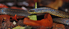 Hempstead's Pine Woods Snake (Rhadinella hempsteadae), dpto. Alta Verapaz.