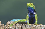 Chiapan Malachite Spiny Lizard (Sceloporus smaragdinus), male, dpto. Sacatepéquez.