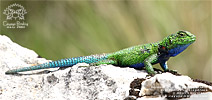Chiapan Malachite Spiny Lizard (Sceloporus smaragdinus), male, dpto. Huehuetenango.