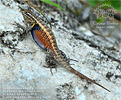 Teapen Rosebelly Lizard (Sceloporus teapensis), male, dpto. Petén.