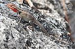 Rosebelly Lizard (Sceloporus variabilis), female, dpto. Huehuetenango.