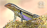 Rosebelly Lizard (Sceloporus variabilis), male, dpto. Huehuetenango.
