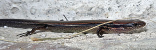 Red Forest Skink (Scincella assata), dpto. Sacatepéquez.