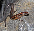 Brown Forest Skink (Sphenomorphus cherriei), dpto. Quiché.