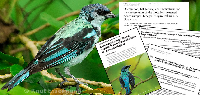 Study of the natural history of Azure-rumped Tanager