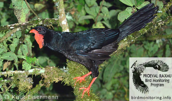 Highland Guan Penelopina nigra