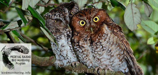 Bearded Screech-Owl, Vulnerable