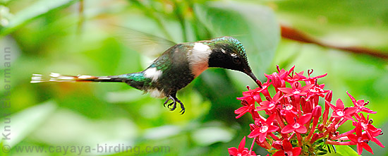 Sparkling-tailed Hummingbird