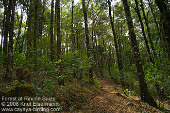 Forest at Rincon Suizo
