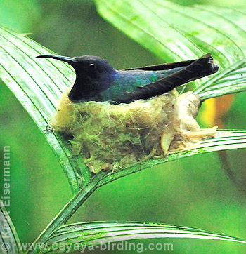 White-necked Jacobin