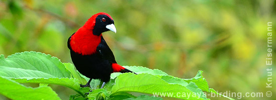 Crimson-collared Tanager