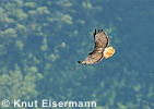 Red-tailed Hawk