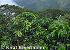coffee plantation Sanimtacá