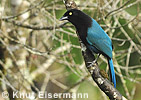 Bushy-crested Jay