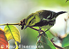 Black-throated Green Warbler