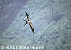 Swallow-tailed Kite