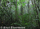 Cloud forest Sanimtacá