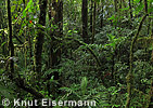 Cloud forest Sanimtacá