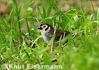 Prevost's Ground-Sparrow