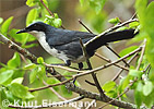 Blue-and-white Mockingbird