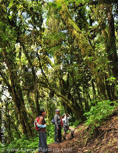 Cloud forest at San Pedro volcano