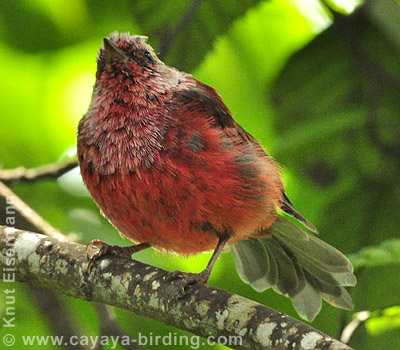 Pink-headed Warbler