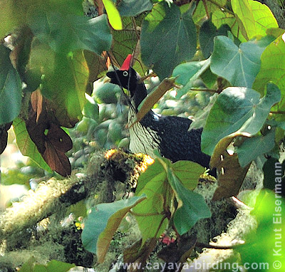 Horned Guan