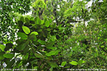 forest Refugio del Quetzal, San Rafael Pie de la Cuesta