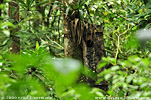 Artifical nest cavity used by Resplendet Quetzal