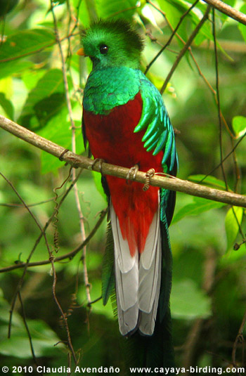 Resplendent Quetzal