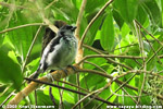 Azure-rumped Tanger in the forest of Refugio del Quetzal