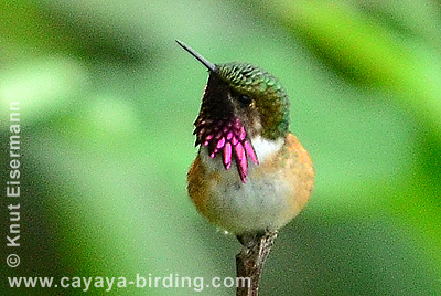 Wine-throated Hummingbird