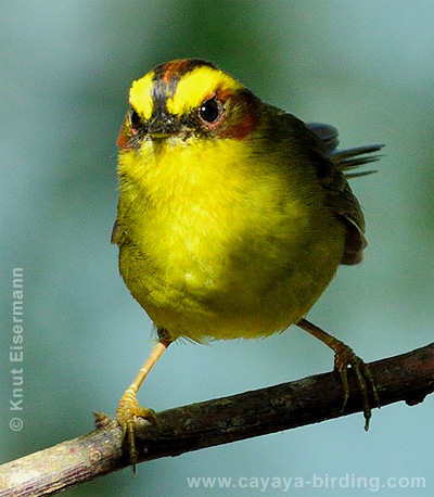 Golden-browed Warbler