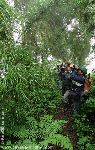 Birding Sibinal