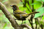 Chestnut-capped Brushfinch