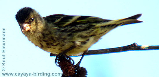 Black-capped Siskin