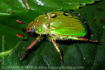 Chrysina