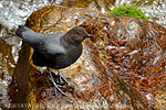 American Dipper