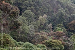 Cloud forest in Unión Reforma