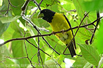 Hooded Grosbeak