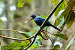 Black-throated Jay