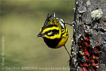 Townsend's Warbler