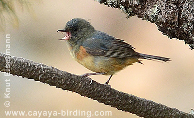 Cinnamon-bellied Flowerpiercer