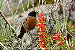 Cinnamon-bellied Flowerpiercers