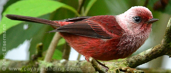 Pink-headed Warbler