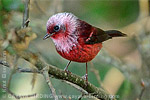 Pink-headed Warbler