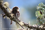 Guatemalan Pygmy-Owl