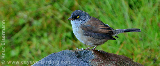 (Guatemalan) Yellow-eyed Junco